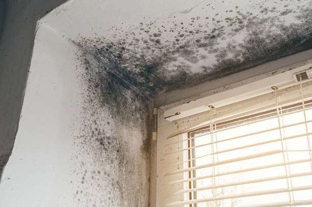 Affordable Attic Mold Remediation solutions in Garrett Park, MD